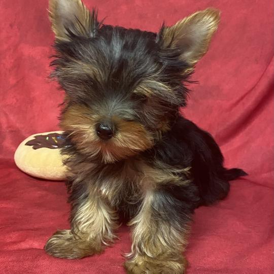 chiot Yorkshire terrier BOB yorkshire DISPONIBLE Domaine de la Chantelaie