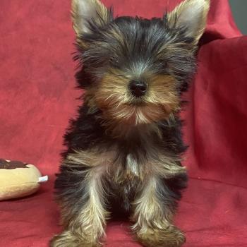 chiot Yorkshire terrier BOB yorkshire DISPONIBLE Domaine de la Chantelaie