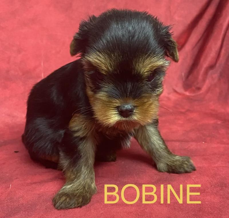 BOBINE York disponible Femelle Yorkshire terrier