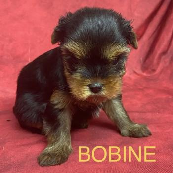 chiot Yorkshire terrier BOBINE York disponible Domaine de la Chantelaie