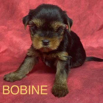 chiot Yorkshire terrier BOBINE York disponible Domaine de la Chantelaie