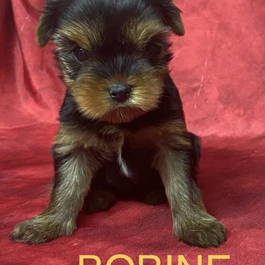 chiot Yorkshire terrier BOBINE York disponible Domaine de la Chantelaie