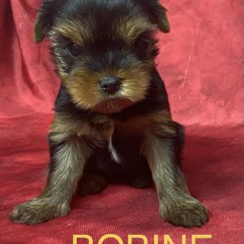 chiot Yorkshire terrier BOBINE York disponible Domaine de la Chantelaie