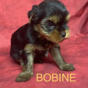 chiot Yorkshire terrier BOBINE York disponible Domaine de la Chantelaie