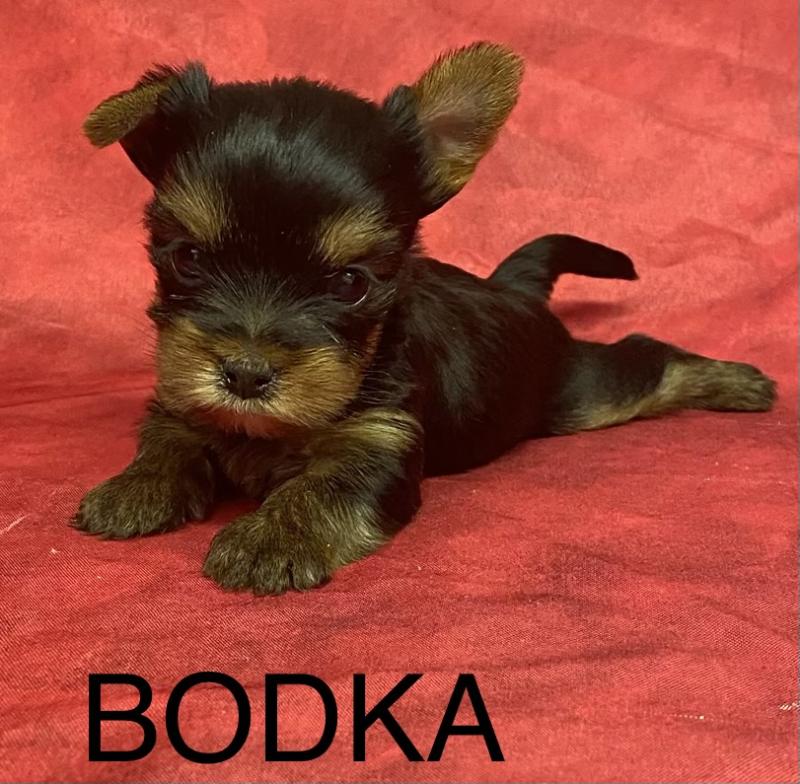 BODKA yorkshire à réserver Femelle Yorkshire terrier