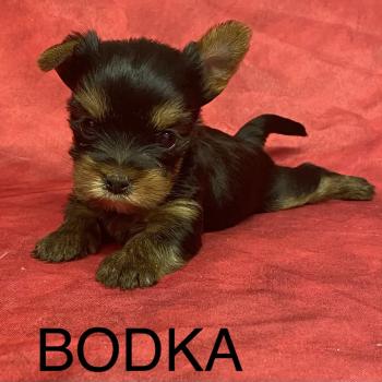 chiot Yorkshire terrier BODKA yorkshire à réserver Domaine de la Chantelaie