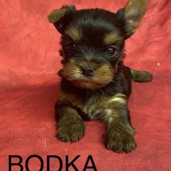 chiot Yorkshire terrier BODKA yorkshire à réserver Domaine de la Chantelaie