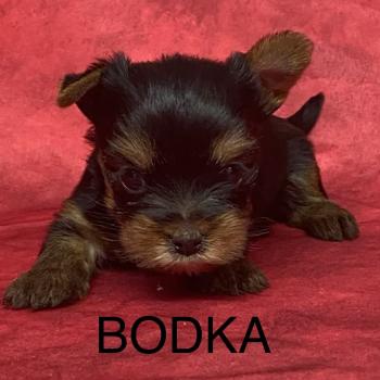 chiot Yorkshire terrier BODKA yorkshire à réserver Domaine de la Chantelaie