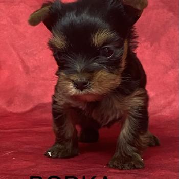 chiot Yorkshire terrier BODKA yorkshire à réserver Domaine de la Chantelaie