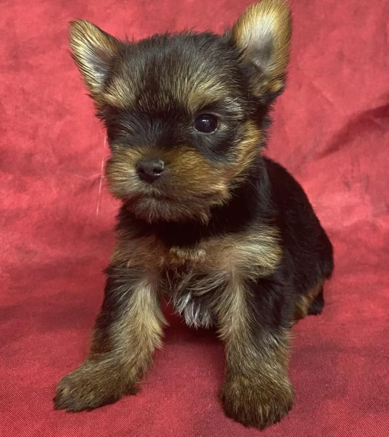 BOLFIE York disponible Femelle Yorkshire terrier