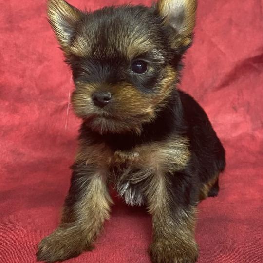 chiot Yorkshire terrier BOLFIE York disponible Domaine de la Chantelaie