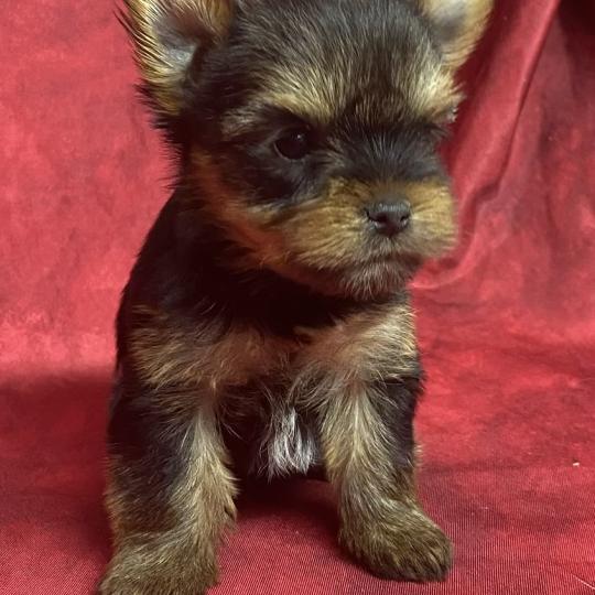 chiot Yorkshire terrier BOLFIE York disponible Domaine de la Chantelaie