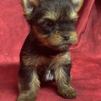 chiot Yorkshire terrier BOLFIE York disponible Domaine de la Chantelaie