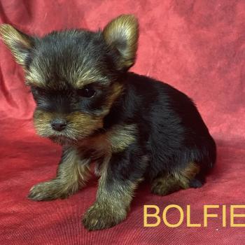 chiot Yorkshire terrier BOLFIE York disponible Domaine de la Chantelaie