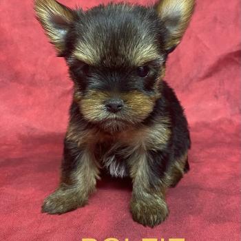 chiot Yorkshire terrier BOLFIE York disponible Domaine de la Chantelaie