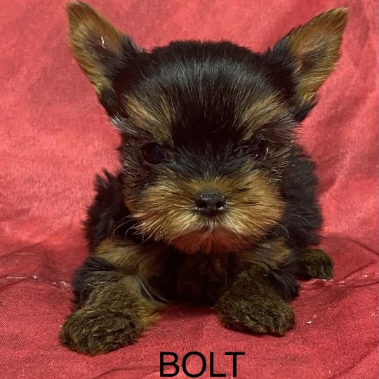 chiot Yorkshire terrier BOLT yorkshire à réserver Domaine de la Chantelaie