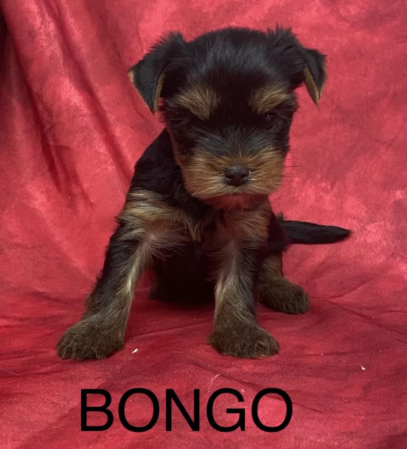 BONGO yorkshire à réserver Mâle Yorkshire terrier