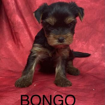 chiot Yorkshire terrier BONGO yorkshire à réserver Domaine de la Chantelaie