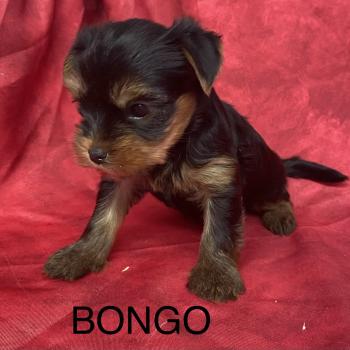 chiot Yorkshire terrier BONGO yorkshire à réserver Domaine de la Chantelaie