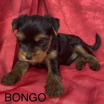 chiot Yorkshire terrier BONGO yorkshire à réserver Domaine de la Chantelaie