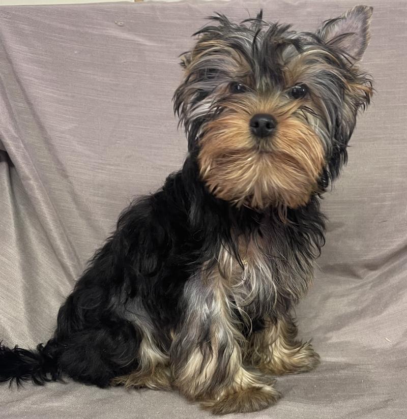 BONGO yorkshire DISPONIBLE Mâle Yorkshire terrier