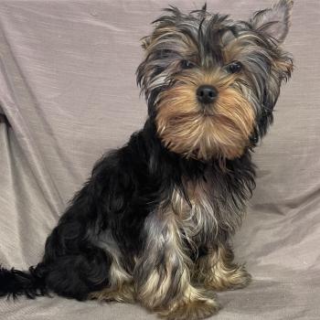 chiot Yorkshire terrier BONGO yorkshire DISPONIBLE Domaine de la Chantelaie
