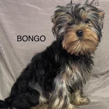 chiot Yorkshire terrier BONGO yorkshire DISPONIBLE Domaine de la Chantelaie
