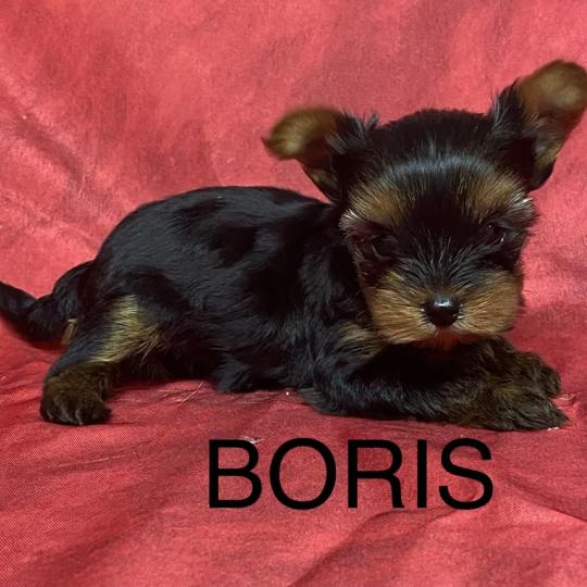 chiot Yorkshire terrier BORIS yorkshire à réserver Domaine de la Chantelaie