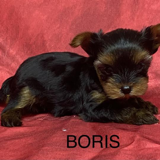 chiot Yorkshire terrier BORIS yorkshire à réserver Domaine de la Chantelaie
