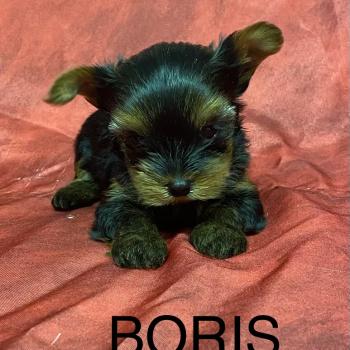 chiot Yorkshire terrier BORIS yorkshire à réserver Domaine de la Chantelaie