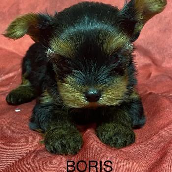 chiot Yorkshire terrier BORIS yorkshire à réserver Domaine de la Chantelaie