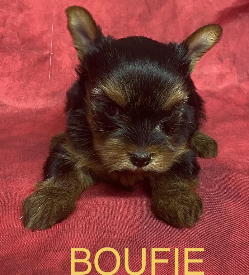 BOUFIE york disponible Femelle Yorkshire terrier