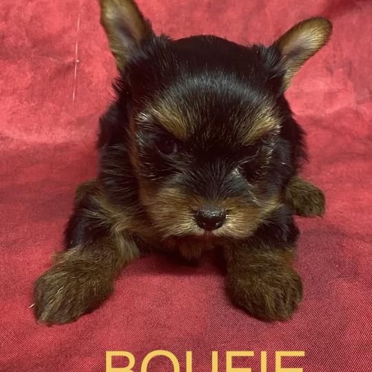 chiot Yorkshire terrier BOUFIE york disponible Domaine de la Chantelaie