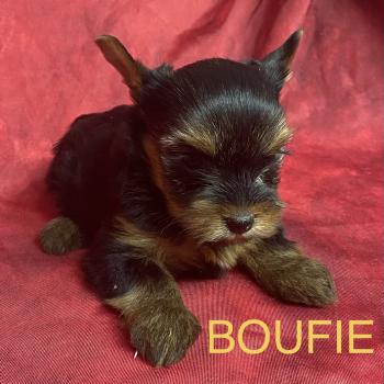 chiot Yorkshire terrier BOUFIE york disponible Domaine de la Chantelaie