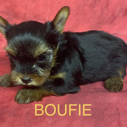 chiot Yorkshire terrier BOUFIE york disponible Domaine de la Chantelaie