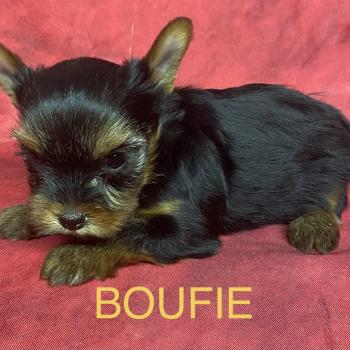 chiot Yorkshire terrier BOUFIE york disponible Domaine de la Chantelaie