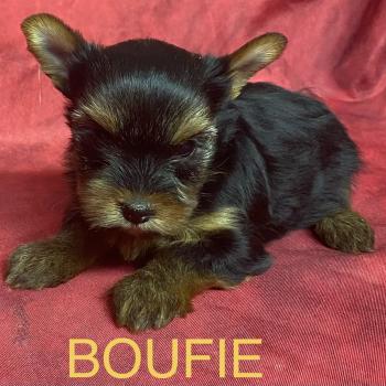 chiot Yorkshire terrier BOUFIE york disponible Domaine de la Chantelaie