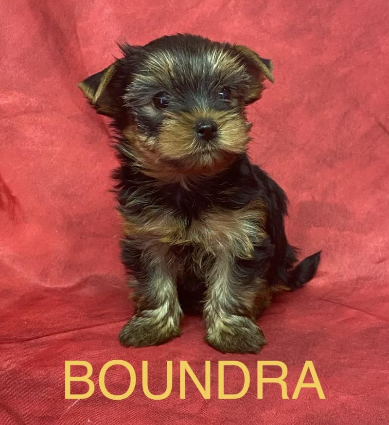 BOUNDRA yorkshire à réserver Femelle Yorkshire terrier