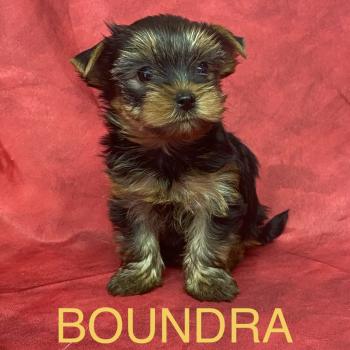 chiot Yorkshire terrier BOUNDRA yorkshire à réserver Domaine de la Chantelaie