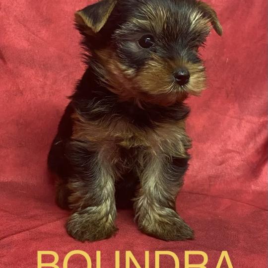 chiot Yorkshire terrier BOUNDRA yorkshire à réserver Domaine de la Chantelaie