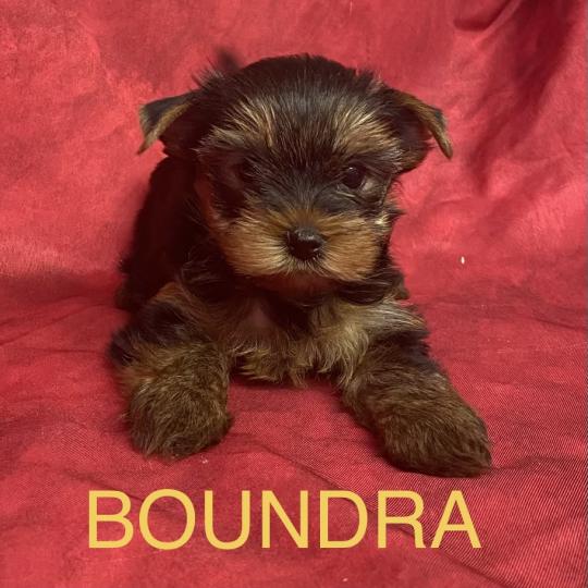 chiot Yorkshire terrier BOUNDRA yorkshire à réserver Domaine de la Chantelaie