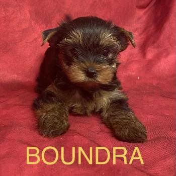 chiot Yorkshire terrier BOUNDRA yorkshire à réserver Domaine de la Chantelaie