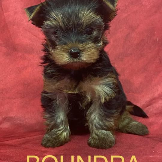 chiot Yorkshire terrier BOUNDRA yorkshire à réserver Domaine de la Chantelaie