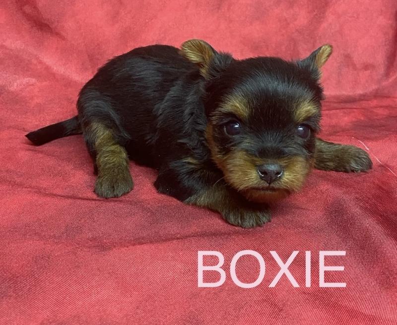 BOXIE yorkshire à réserver Femelle Yorkshire terrier