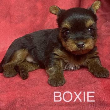 chiot Yorkshire terrier BOXIE yorkshire à réserver Domaine de la Chantelaie