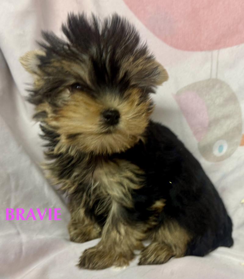 BRAVIE mini york à réserver Femelle Yorkshire terrier