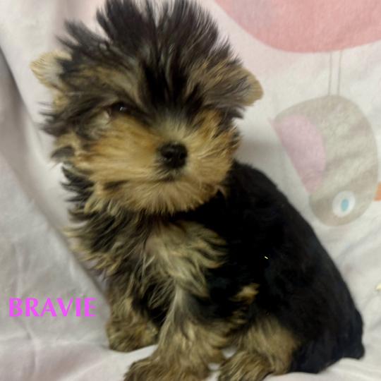 chiot Yorkshire terrier BRAVIE mini york à réserver Domaine de la Chantelaie