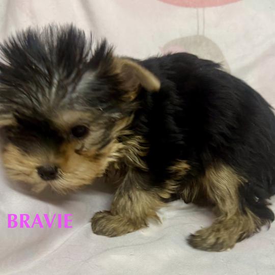 chiot Yorkshire terrier BRAVIE mini york à réserver Domaine de la Chantelaie