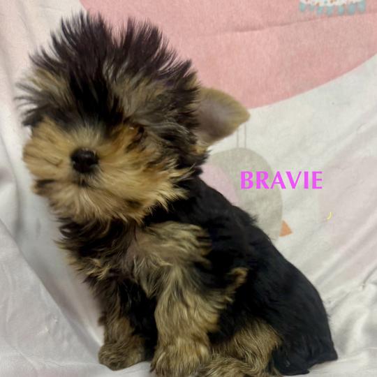 chiot Yorkshire terrier BRAVIE mini york à réserver Domaine de la Chantelaie