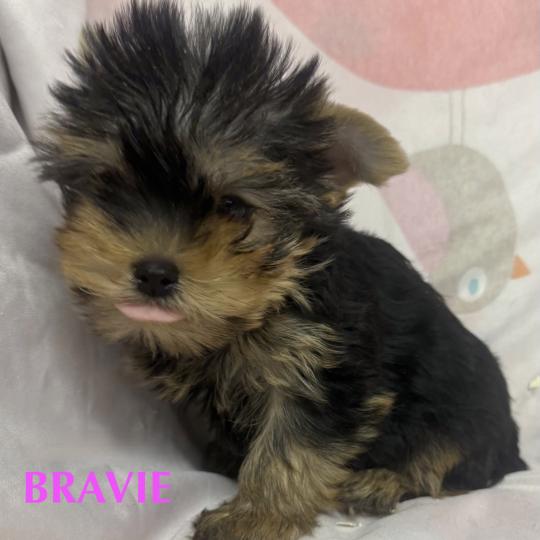 chiot Yorkshire terrier BRAVIE mini york à réserver Domaine de la Chantelaie